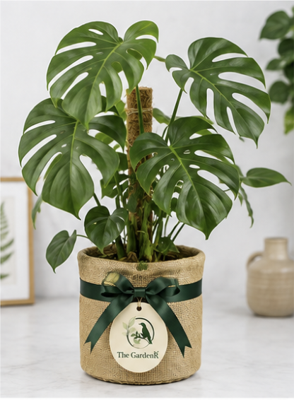 Monstera Deliciosa (Swiss Cheese Plant)